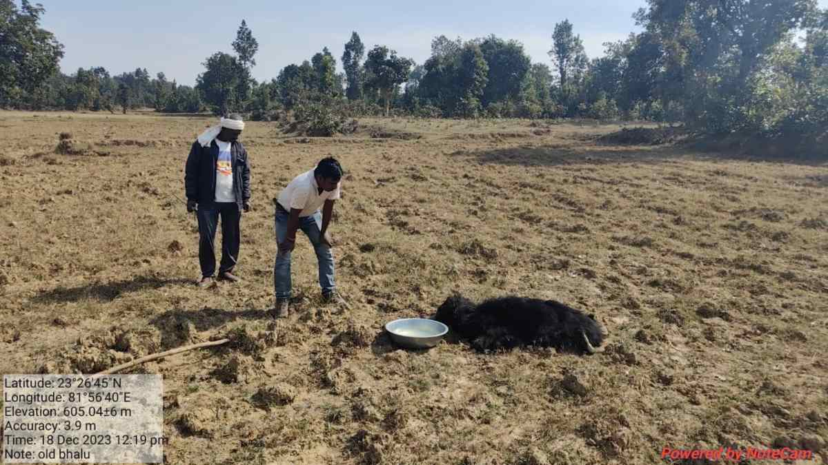 बीमार भालू की मौत: इलाज के पहले तोड़ा दम, वन विभाग ने पोस्टमार्टम के बाद किया अंतिम संस्कार