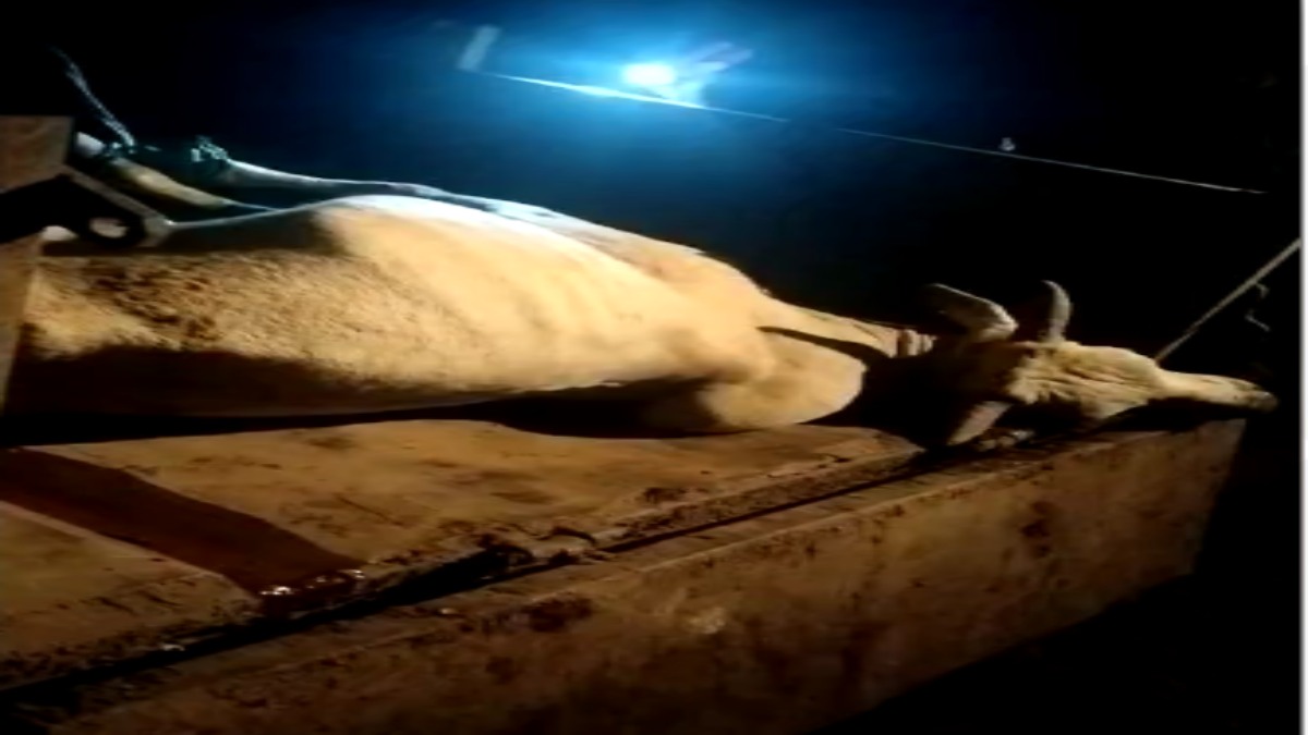 बेजुबान पशु के साथ क्रूरताः गाय की मौत, 4 आरोपी गिरफ्तार, हिंदू संगठनों ने किया चक्का जाम, तहसीलदार के खिलाफ लगाए नारे