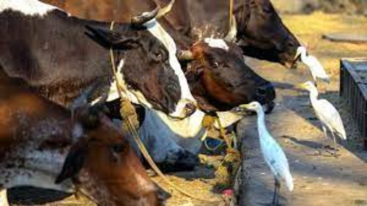 गौ हत्या करने वाले 9 आरोपी गिरफ्तार: हथियार और मांस जब्त, हिंदू संगठन के कार्यकर्ताओं ने की सख्त कार्रवाई की मांग
