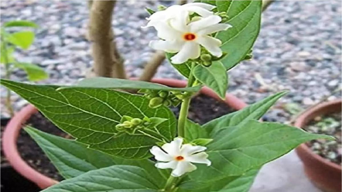 Vastu Tips : बहुत शुभ माना जाता है हरश्रृंगार का पौधा, इससे वास्तु दोष होते हैं दूर, जानिए इसे लगाने की सही दिशा