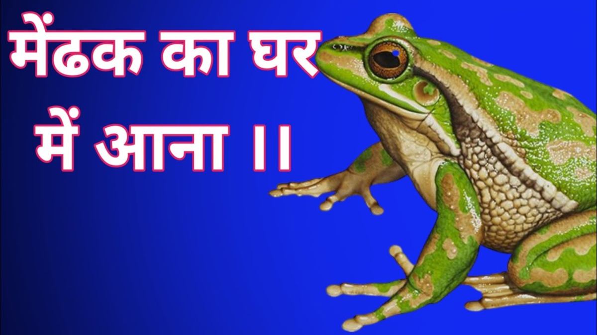 क्या घर में अचानक मेंढक दिखना देता है शुभ-अशुभ संकेत? जाने यहाँ…