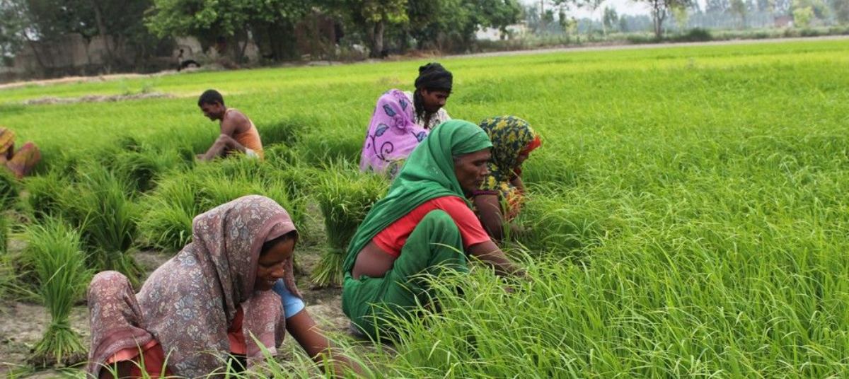 धान की खेती में होगी 30 प्रतिशत तक पानी की बचत, प्रति एकड़ कम आएगी लागत…
