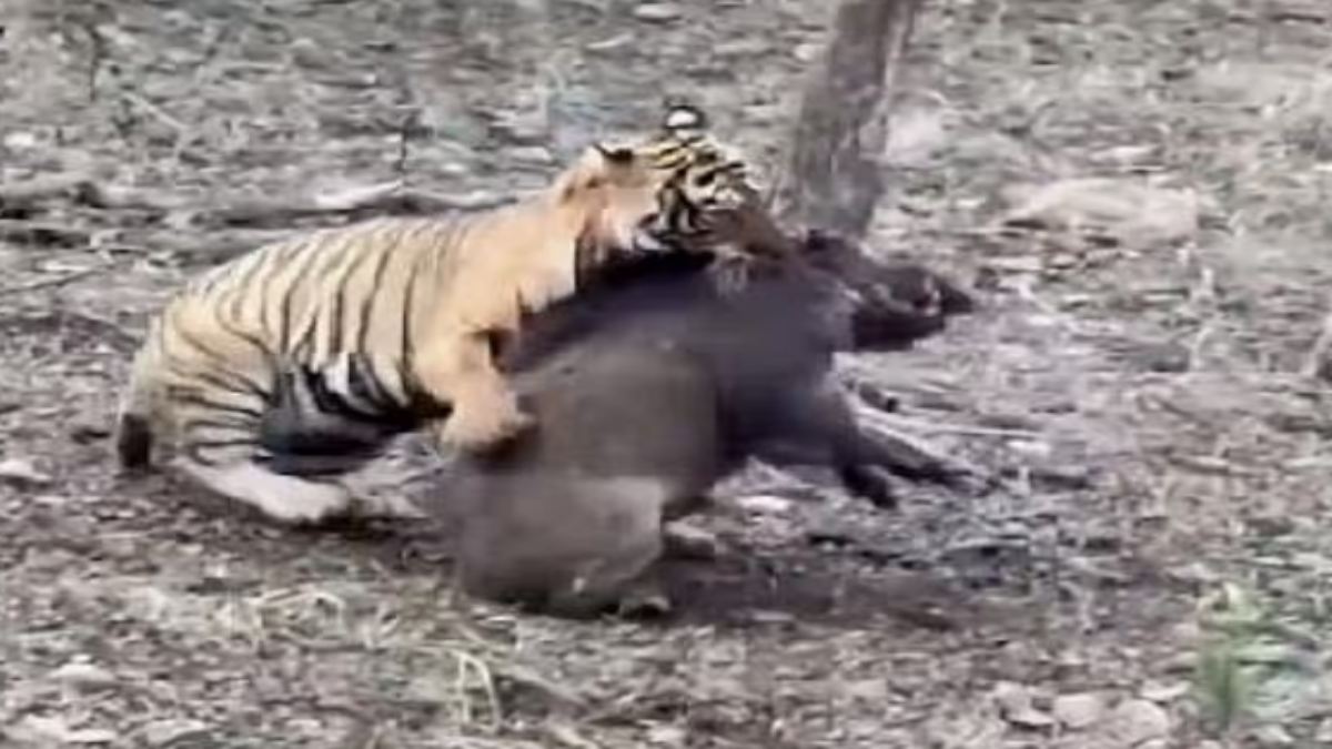 OMG! जंगली सुअर से भिड़ा बाघ का शावक, 1 मिनट में कर दिया चित, देखें युद्ध का VIDEO