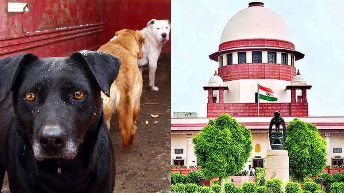 आवारा कुत्तों का मामला पहुंचा सुप्रीम कोर्ट: पीपुल्स फॉर एनिमल संस्था की याचिका पर मेयर से मांगा जवाब