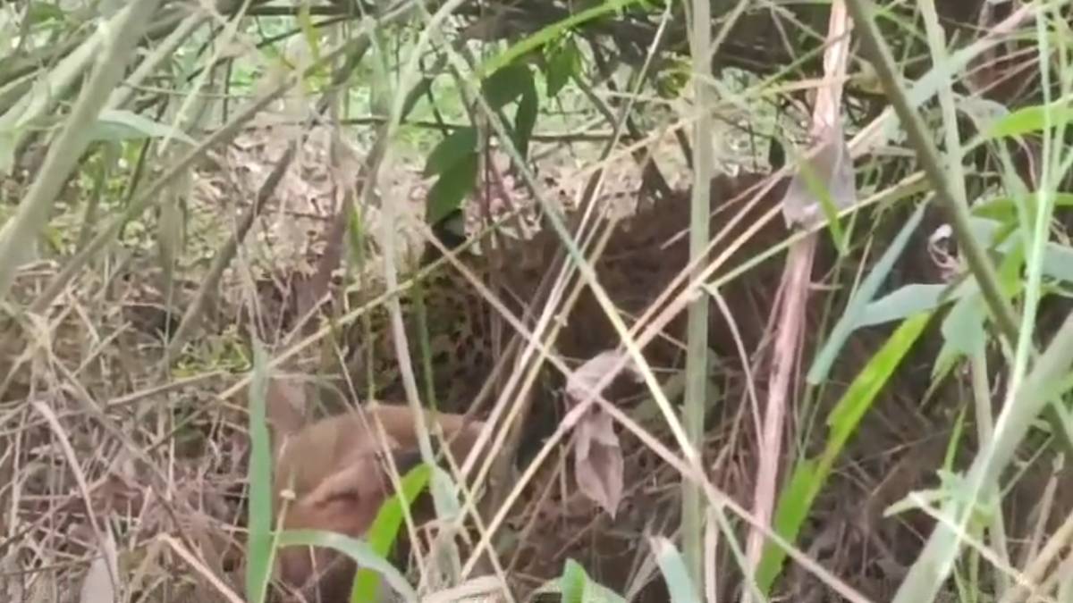 मादा तेंदुए ने शावकों के साथ गांव के पास जमाया डेरा: दहशत में ग्रामीण, मौके पर वन विभाग की टीम मौजूद