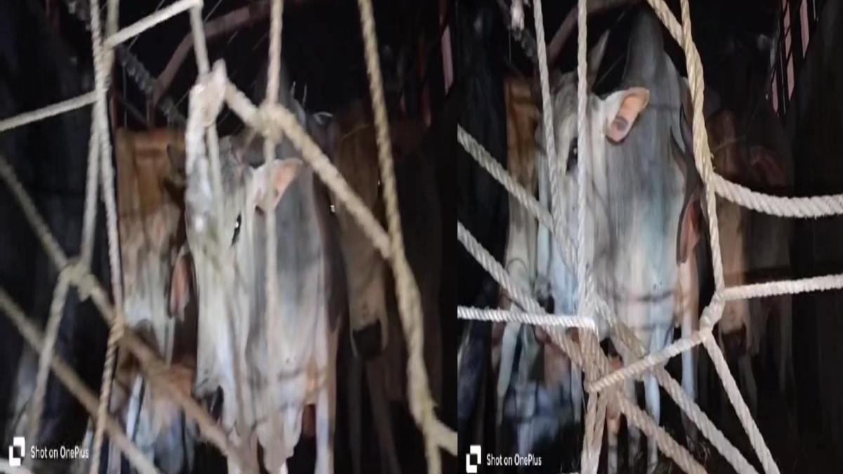 MP Crime: पुलिस ने गौवंश से भरा ट्रक किया जब्त, दो तस्कर चढ़े पुलिस के हत्थे