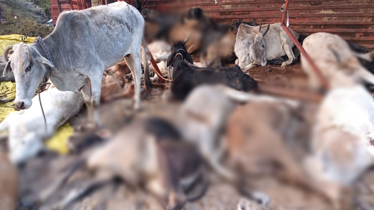 गौवंश से भरा ट्रक पलटा: 19 मवेशियों की मौके पर मौत, 24 को बचाया गया