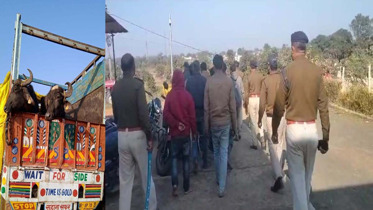 पशु तस्कर गिरोह का भंडाफोड़: 42 मवेशी के साथ 10 आरोपी गिरफ्तार, UP के बूचड़खाना ले जा रहे थे