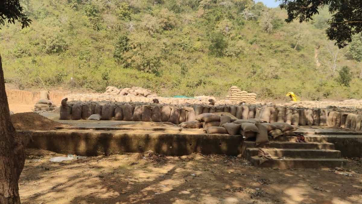 बंदरों का उत्पात: खरीदी केंद्रों में धान परिवहन की समस्या के बाद बंदरों ने बढ़ाई मुश्किलें