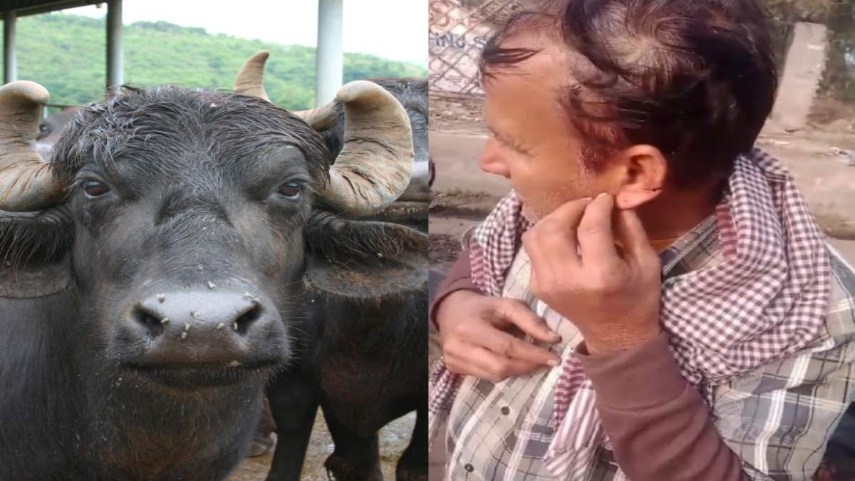 यह कैसी पुलिस ? गरीबों की नहीं सुनती फरियाद: घर के सामने भैंस बांधने से किया मना तो दबंगों ने काट दिए कान, राजीनामा का बनाया दबाव