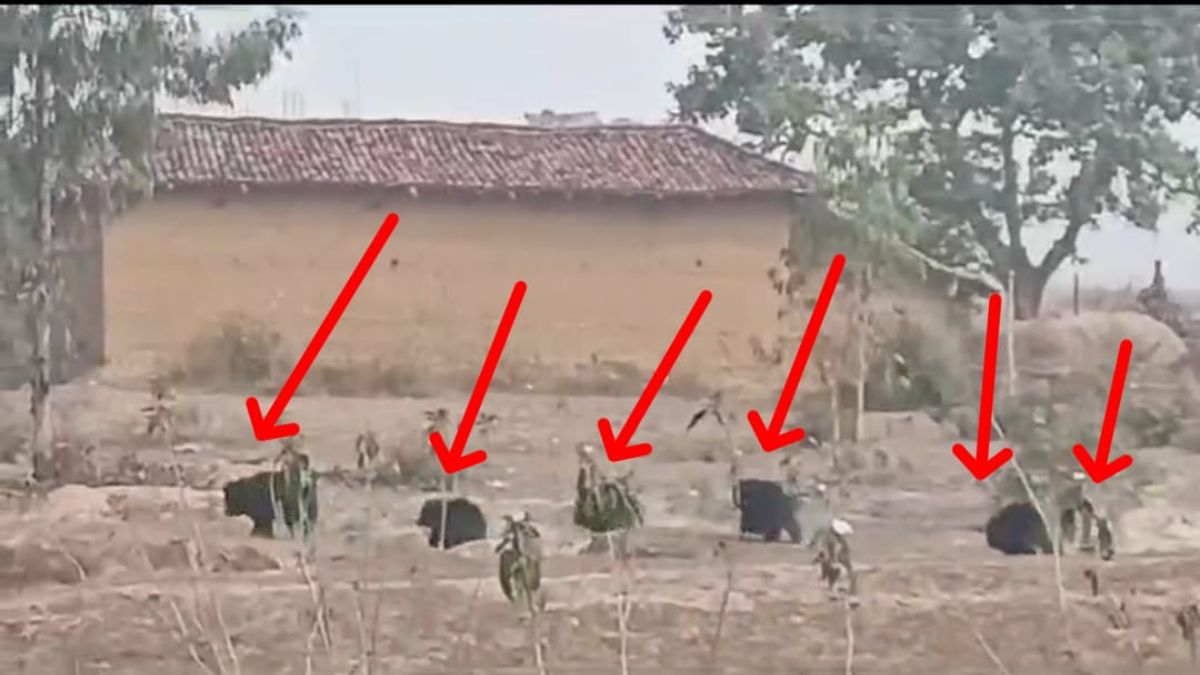 मॉर्निंग वॉक पर निकली भालू की फैमिली: खूब किया इंजॉय, मचाई धमाचौकड़ी, परिवार सहित देख रोमांचित हुए लोग, देखें Video