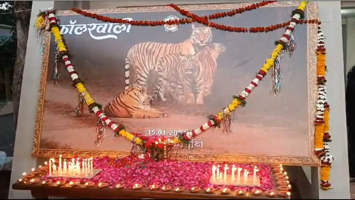 कॉलर वाली बाघिन को फिर किया गया याद, पेंच टाइगर रिजर्व प्रबंधन और पर्यटकों ने दी श्रद्धांजलि