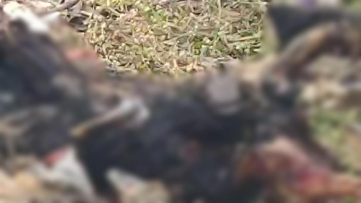 झाड़ियों में मिला जला हुआ नर कंकाल: क्षेत्र में आग की तरह फैली सनसनी, नहीं हो पाई शिनाख्त
