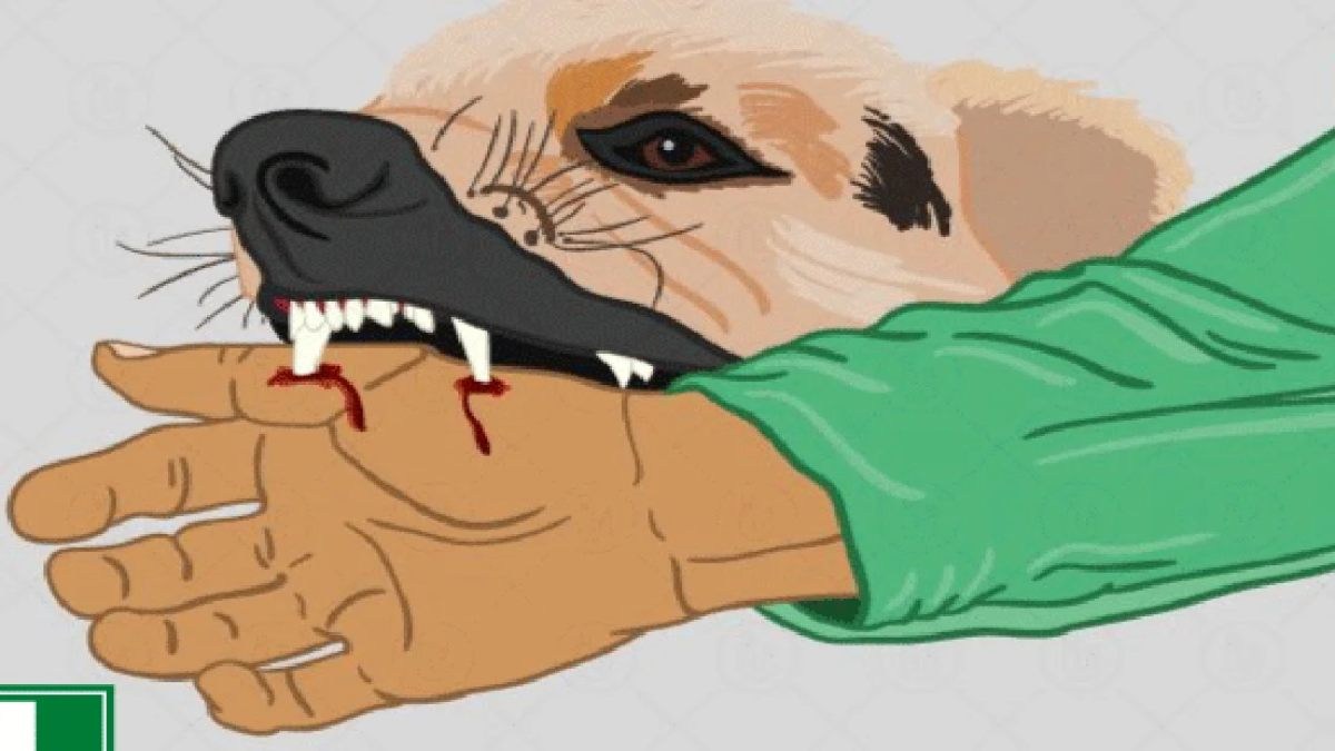 डॉग अटैक से राजधानी में दहशत: 41 लोगों काटकर किया घायल, कुत्तों की धरपकड़ जारी