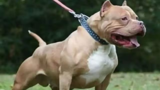 दिल्ली में 7 साल की बच्ची को पड़ोसी के American Bully डॉग ने नोंचा