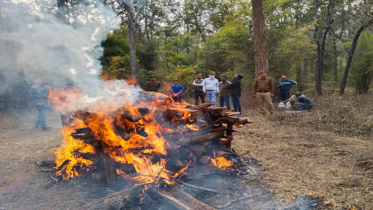 बांधवगढ़ टाइगर रिजर्व में एक और बाघ की मौत, सुरक्षा को लेकर उठ रहे सवाल