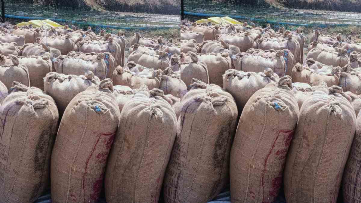 डेढ़ करोड़ से अधिक का धान गायब: समिति प्रबंधक समेत 3 लोगों के खिलाफ FIR दर्ज, जानिए पूरा मामला
