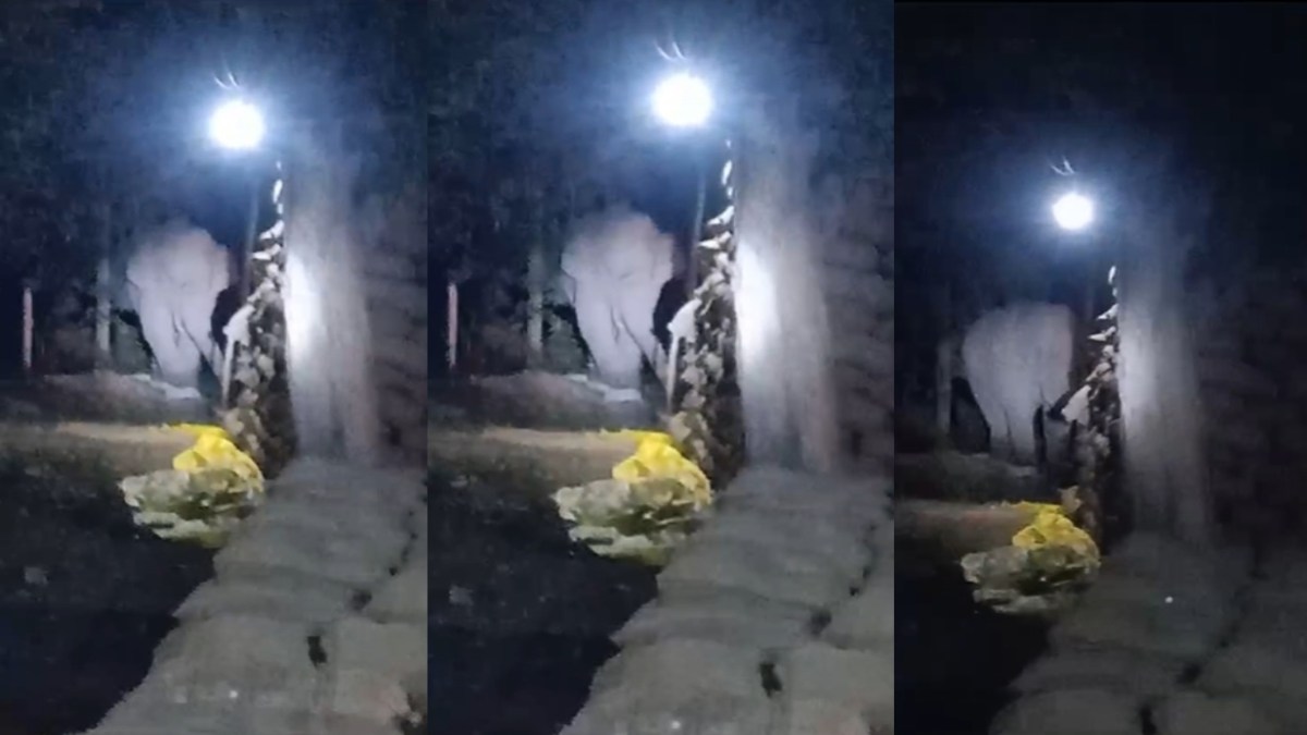 VIDEO : धान खरीदी केंद्र में घुसा हाथी, मचा हड़कंप, मंडी में रखा धान खाते कैमरे में कैद हुआ दंतैल