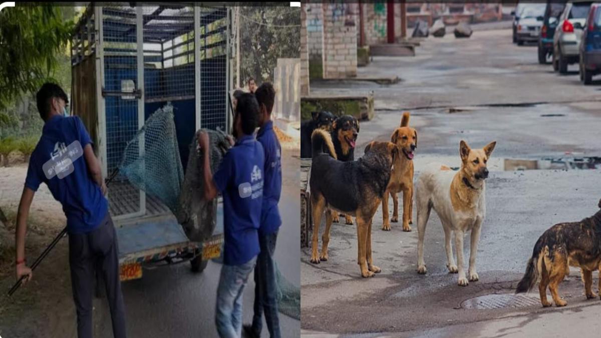 आवारा कुत्तों के आतंक को रोकने के लिए नगर निगम का नया प्लान, अब से दो शिफ्ट में काम करेगा डॉग स्क्वाड