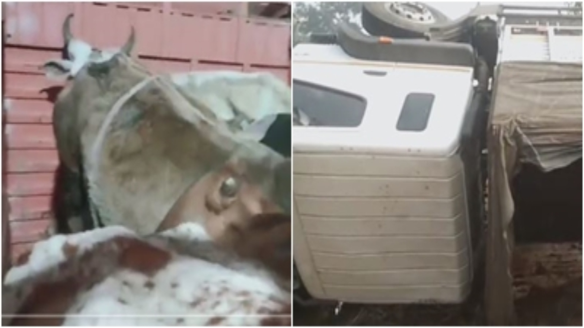 MP NEWS: खंडवा में गोवंश से भरे वाहन को पुलिस ने पकड़ा, पांच आरोपी गिरफ्तार, शहडोल में पशुओं की अवैध तस्करी कर रहा ट्रक पलटा, 4 मवेशी की मौत 