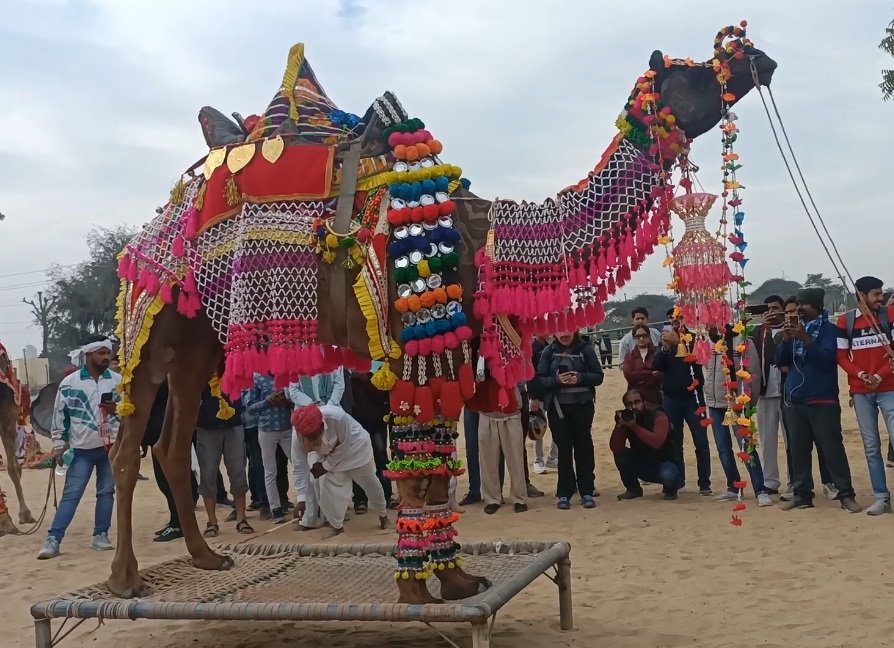 Rajasthan News: ऊंट महोत्सव 2024 में रेतीले धोरों में ऊंट और घुड़ दौड़ देखने उमड़ा सैलानियों का हुजूम