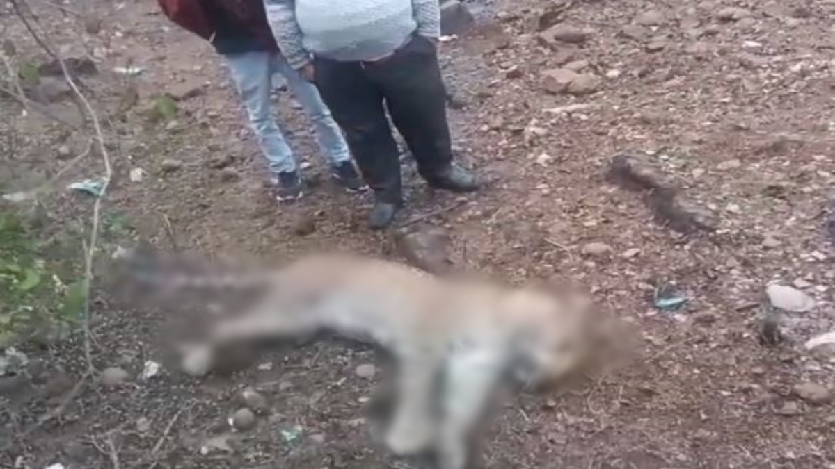 MP News: तेज रफ्तार वाहन ने तेंदुए को मारी टक्कर, मौके पर मौत