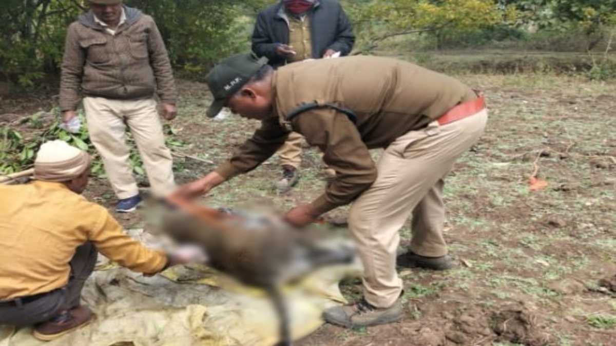 Umaria News: कुएं में मिला बोरी में बंद तेंदुए का शव, शिकार के बाद फेंकने की आशंका 