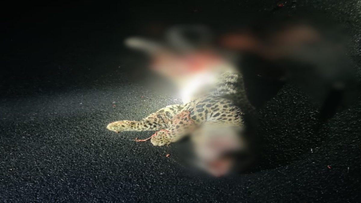 सड़क पार कर रहे तेंदुए को अज्ञात वाहन ने मारी टक्कर, मौके पर ही मौत