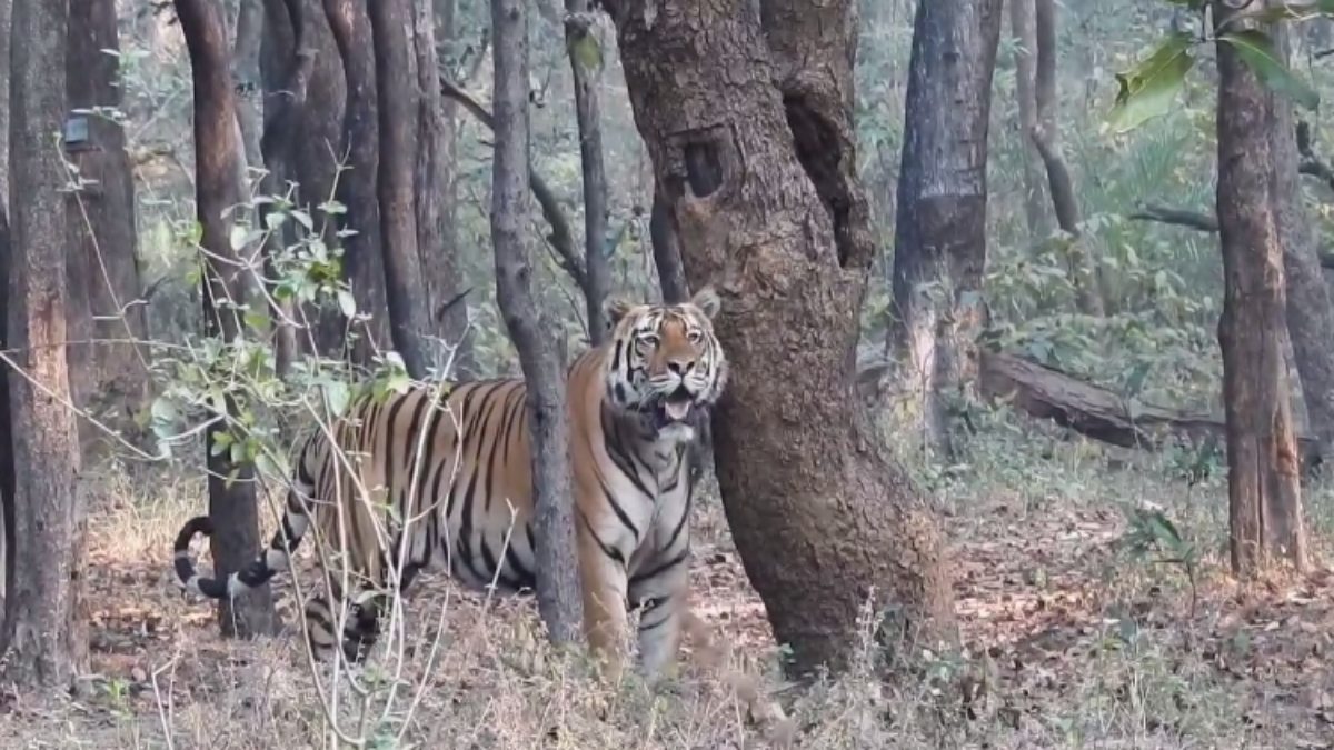 Satpura Tiger Reserve: नववर्ष पर पर्यटकों ने किया बाघ का दीदार, रोमांचित करने वाले पल को कैमरे में किया कैद   