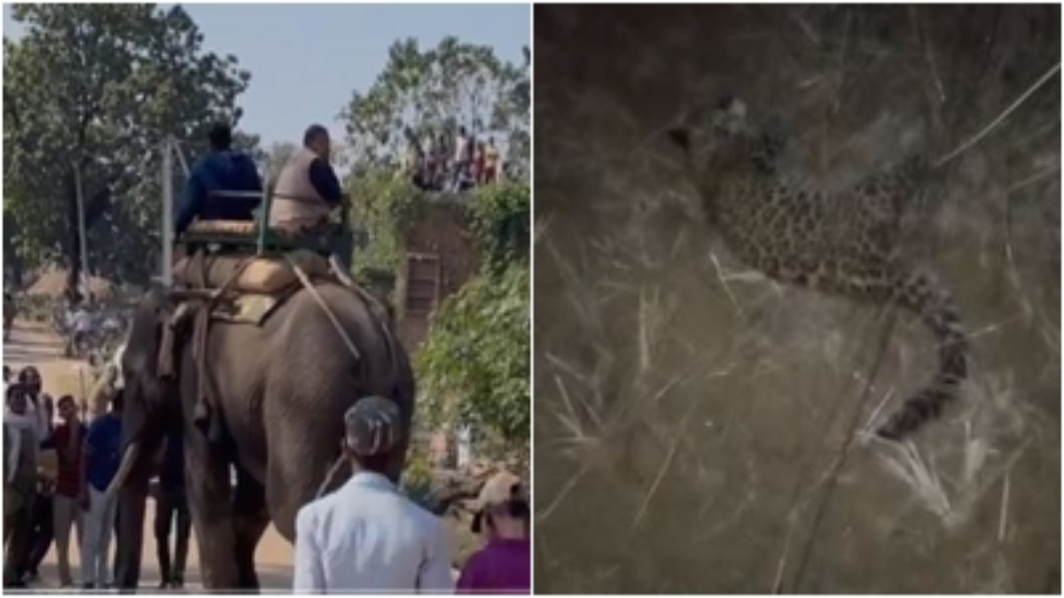 Bandhavgarh Tiger Reserve: जंगल से सटे गांव में दिखा बाघ, ग्रामीणों में फैली दहशत, इधर भूख से तड़पता मिला तेंदुए का शावक