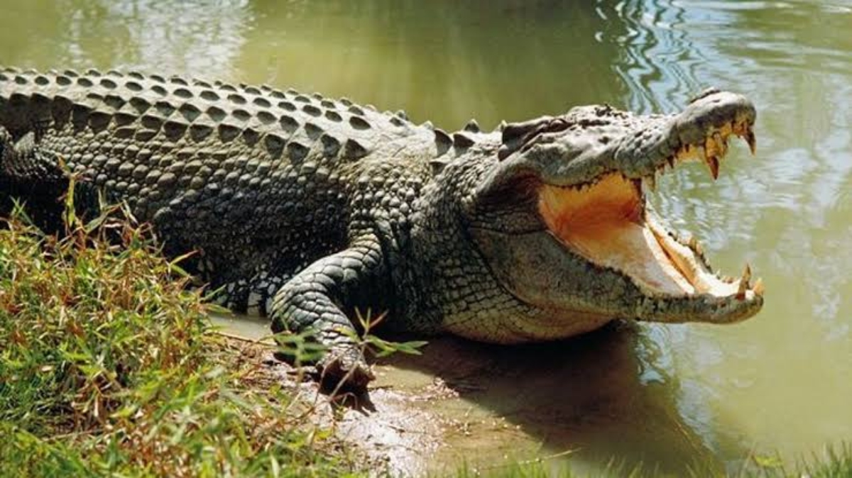 Bhitarkanika National Park: कल से आगंतुकों के लिए प्रतिबंधित रहेगा भीतरकनिका,