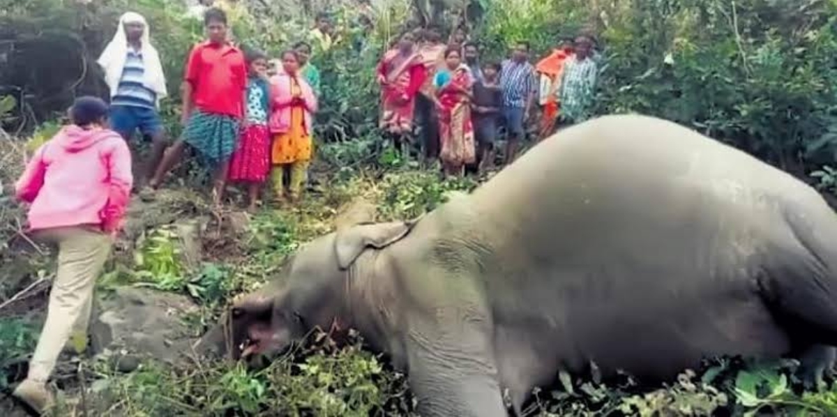 Odisha Elephent Death News: कुलडीहा अभ्यारण्य में हाथी की मौत के मामले में दो महिला वनकर्मी निलंबित