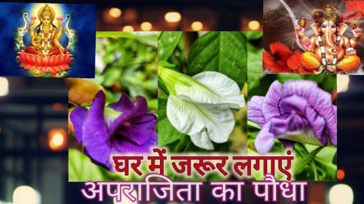 Vastu Tips For Aparajita Plant: आपने भी घर में लगाया है अपराजिता का पौधा, तो रात में भूलकर भी न छुएं और बैडरूम में इसे रखने की गलती न करें