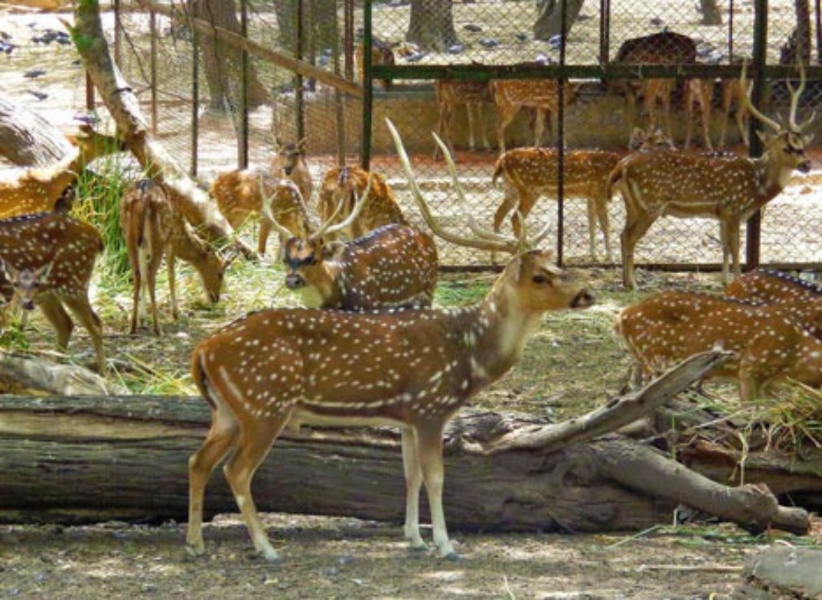 Cuttack Deer Park Odisha: कटक डियर पार्क से चंदाका में स्थानांतरण के दौरान सदमे से दो हिरणों की मौत: DFO