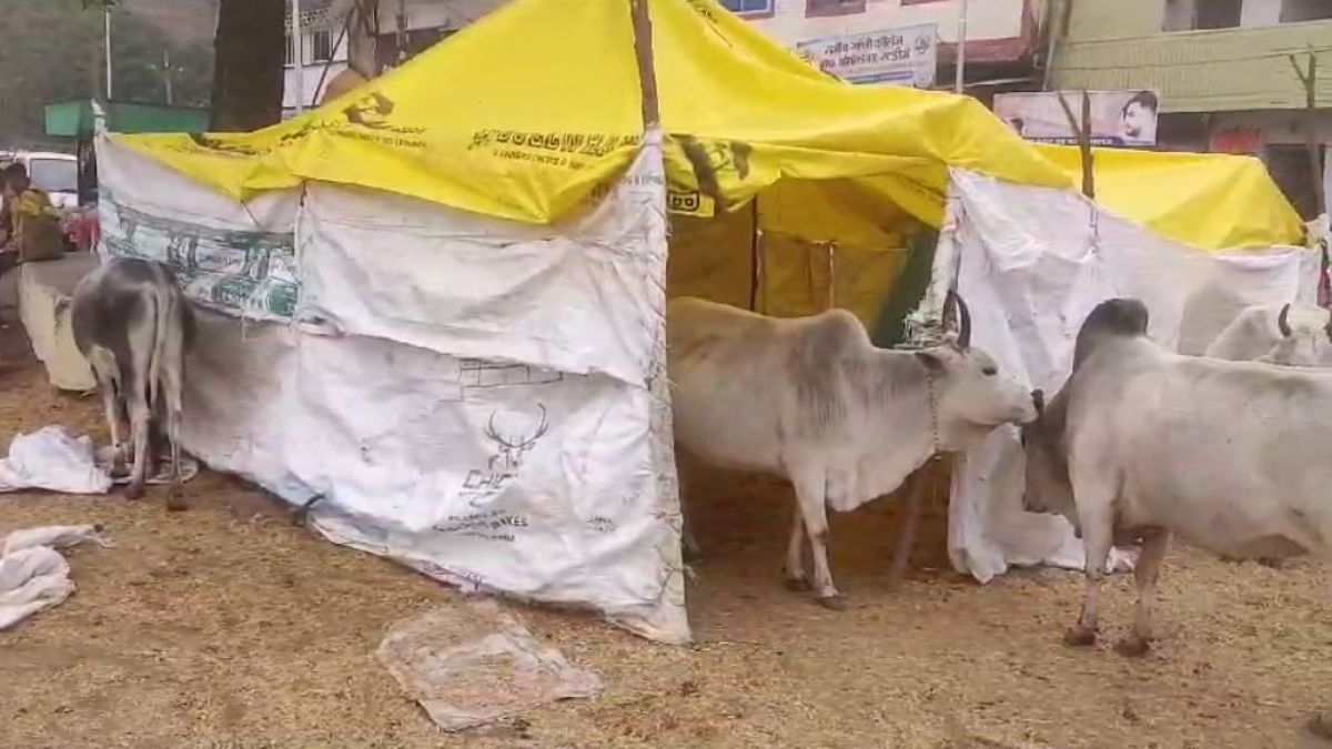 जैन समाज की अनोखी पहल: बेजुबान जानवरों के लिए बनाया रैन बसेरा, गर्म कपड़ों के साथ चारा-पानी की भी व्यवस्था