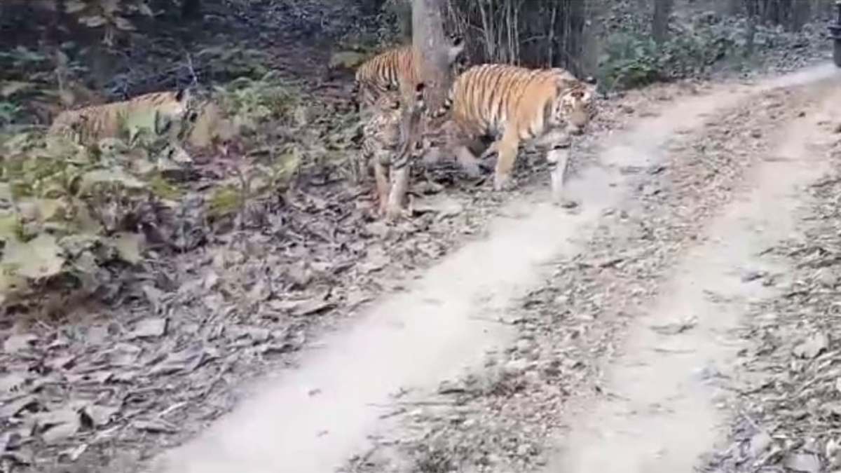 Panna Tiger Reserve: एक साथ 5 बाघ को देख पर्यटक हुए रोमांचित, नजारा देख दंग रह गए, कैमरे में कैद किया VIDEO