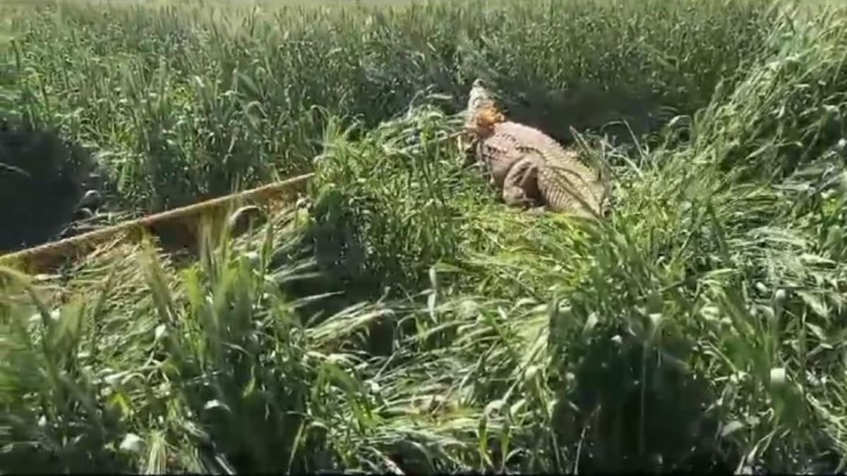 Video : 12 फीट लम्बे और 200 किलो वजनी मगरमच्छ को देख भयभीत हुए ग्रामीण, वन विभाग ने किया रेस्क्यू