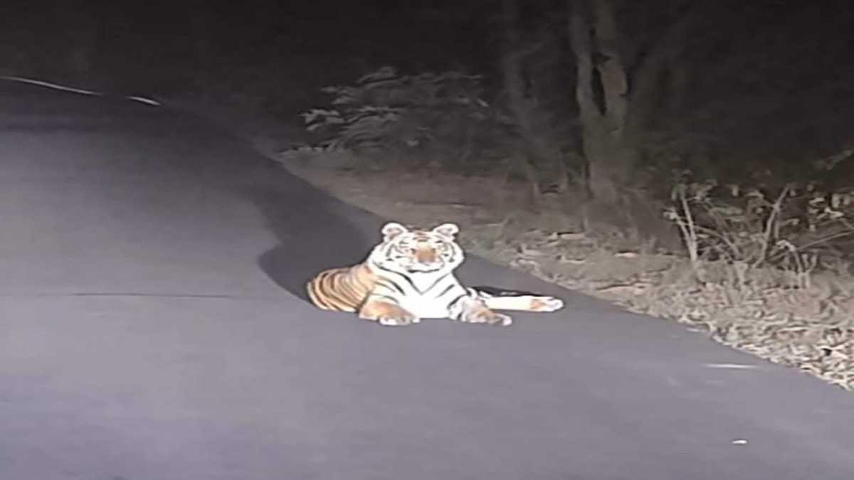 Video: बीच सड़क पर बैठ कर बाघ ने रोका राहगीरों का रास्ता, घंटों करना पड़ा इंतजार