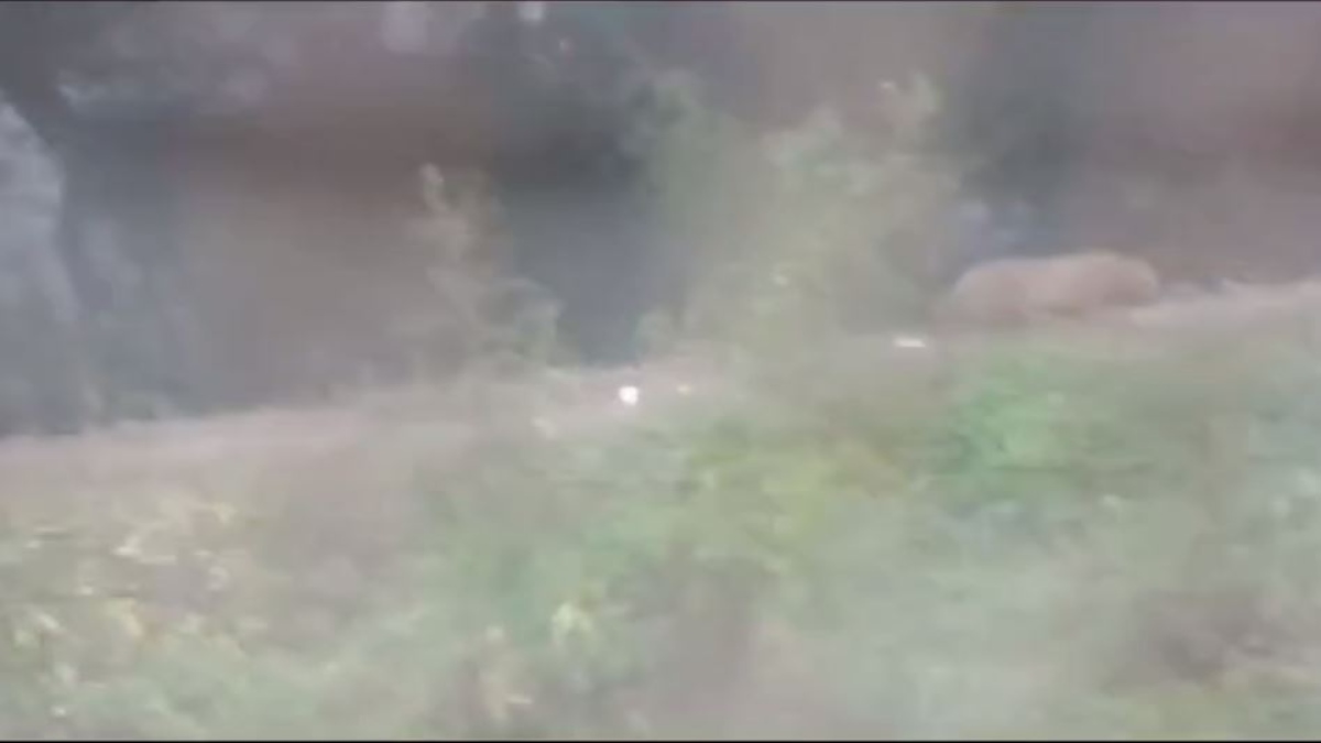 Video: रहवासी ने कैमरे में कैद किया तेंदुआ, डर के कारण घर से निकलना बंद, वन विभाग नहीं उठा रहा उचित कदम