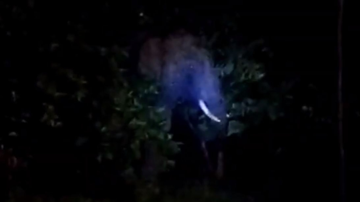 होटल में घुसा जंगली हाथी: जमकर मचाया उत्पात, मैनेजर को उठाकर पटका, अस्पताल में भर्ती