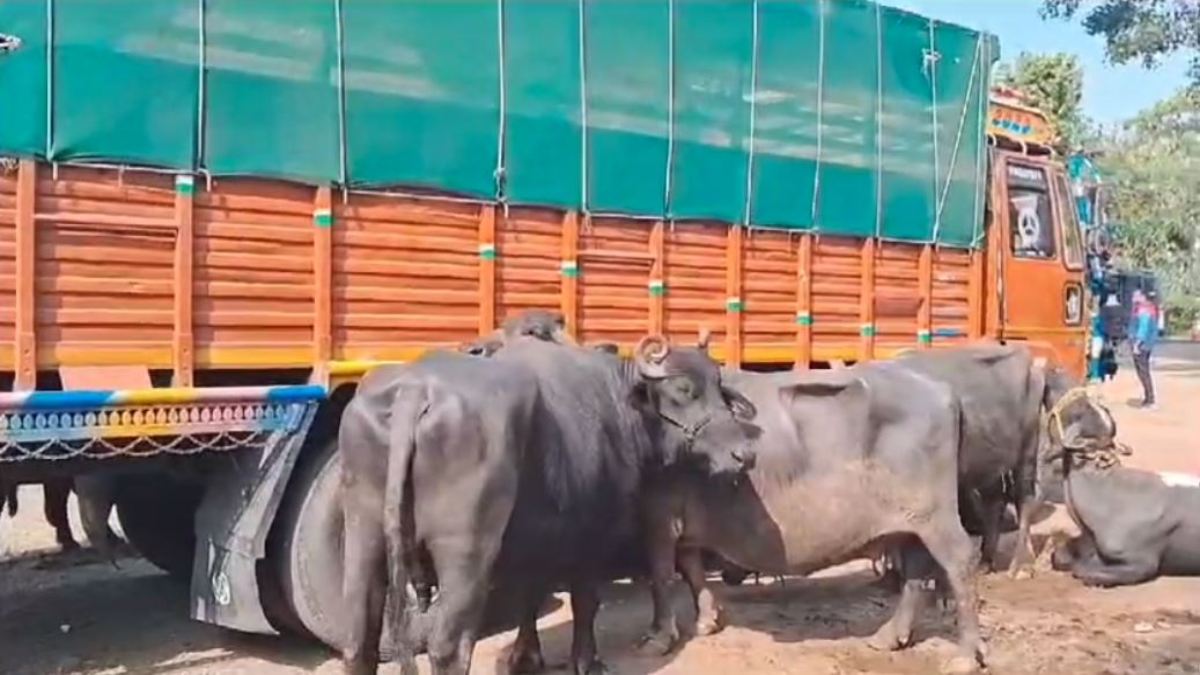 पुलिस के हत्थे चढ़े मवेशी तस्कर: ट्रक में 17 भैंसों के साथ मिली अवैध शराब, काटने के लिए महाराष्ट्र ले जा रहे थे आरोपी