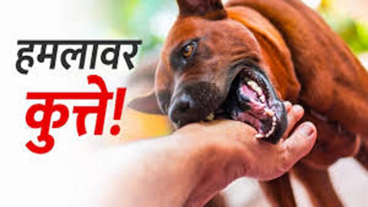 राजधानी में नहीं थम रहा आवारा कुत्तों का आतंक: आज फिर 45 लोगों को काटा, सबसे ज्यादा मासूम हुए शिकार 