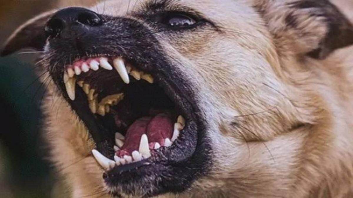 आवारा कुत्तों का आतंक: ग्वालियर में 24 घंटे में 455 से ज्यादा लोगों को बनाया शिकार, मचा कोहराम