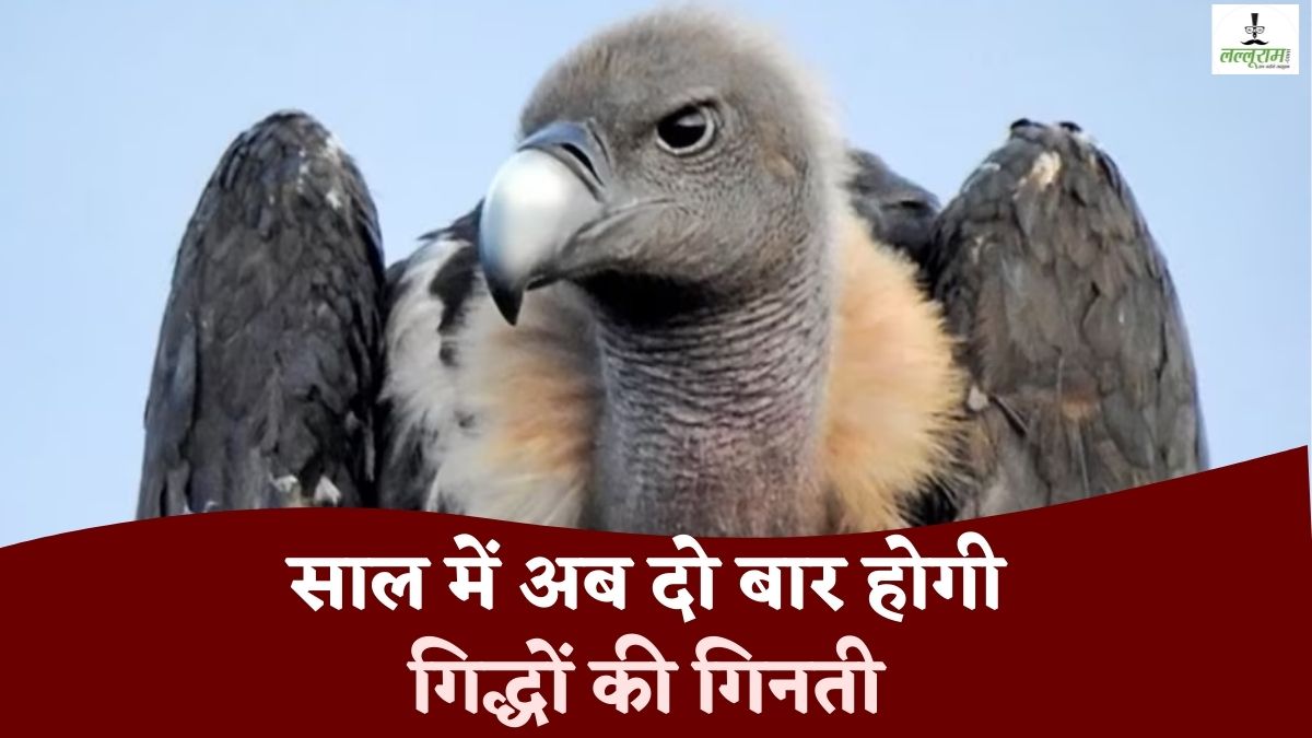 प्रकृति के सफाई कर्मियों की इस साल दो बार होगी गिनती, जानिए कैसे होती है गिद्धों की गणना