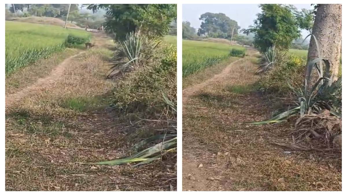 खेत में घुसा तेंदुआ! ग्रामीणों में दहशत का माहौल, देखें Video