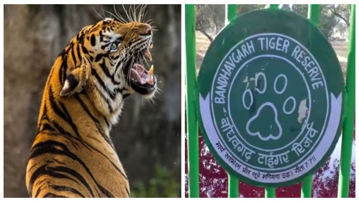 जंगल में लकड़ी बीनने गई दो महिलाओं पर टाइगर ने किया अटैक, एक को किया घायल, दूसरे को जबड़े में दबाकर भागा