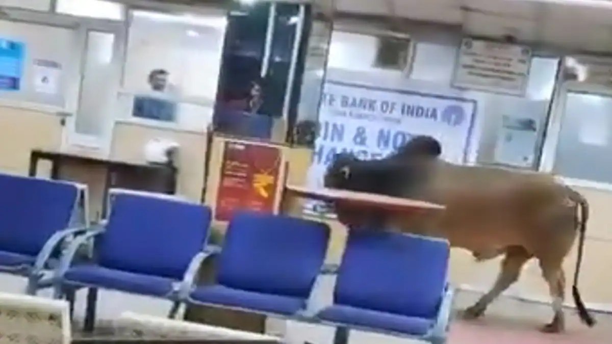 SBI बैंक में घुसा सांड, मचाया जमकर उत्पात, लोगों में मची अफरा-तफरी, देखें Video