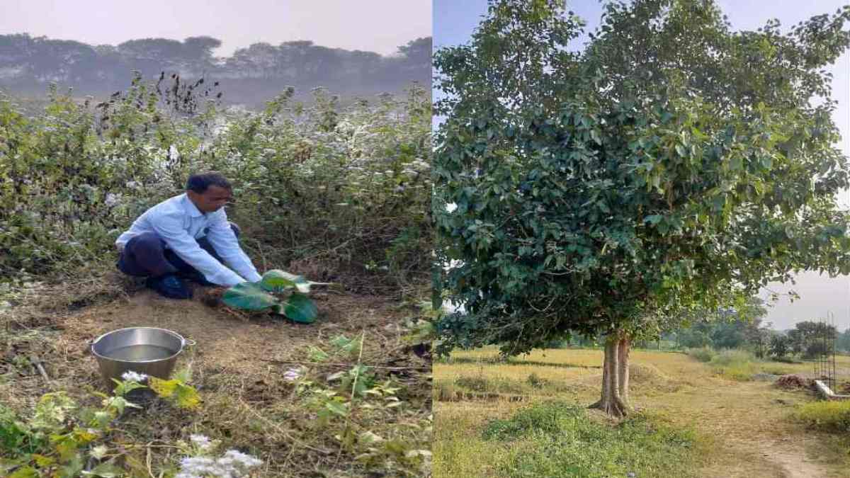 पर्यावरण प्रेमी स्वास्थ्य कर्मी ने बरगद का पौधा रोपण कर मनाया नया वर्ष, अब तक 11 सौ से ज्यादा कर चुके पौधरोपण