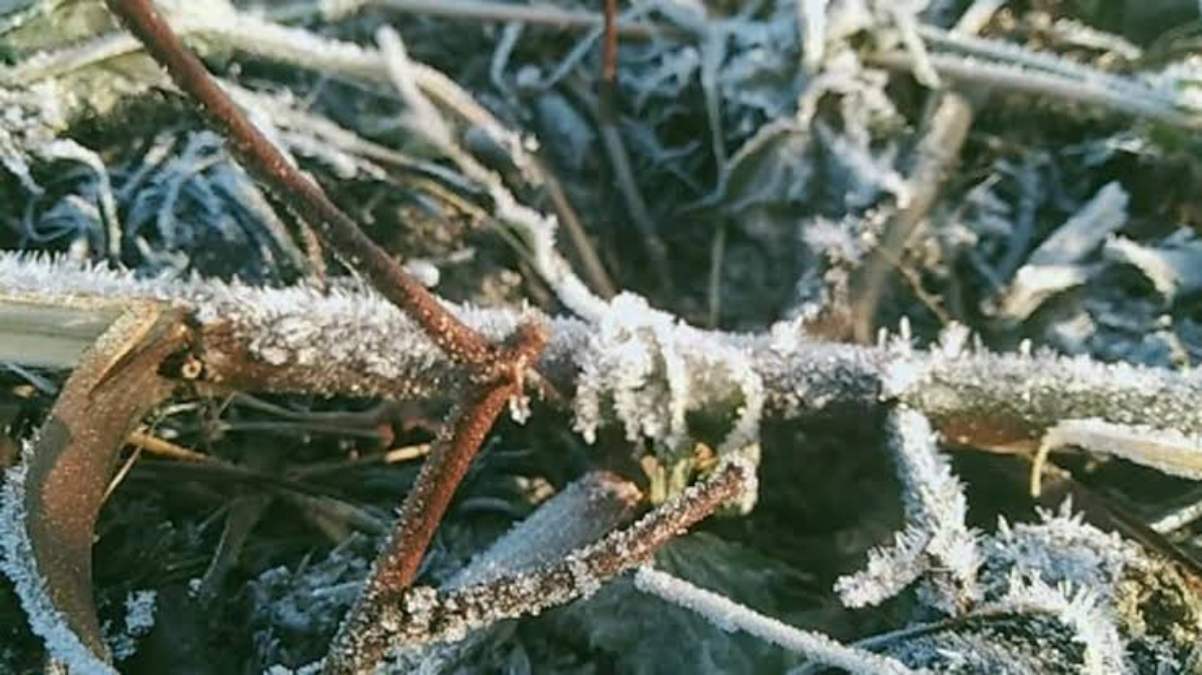 लुढ़कते पारे ने सब्जी की फसल करने वाले किसानों की बढ़ाई चिंता, बैगन, मिर्च, सेम और टमाटर पर ज्यादा असर …