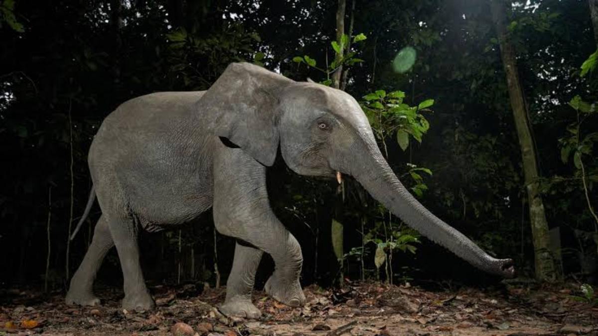 कंटामाल में उत्पात मचाने वाले हाथी को वन विभाग ने पकड़ा, फसलों और घरों को पहुंचा रहा था नुकसान